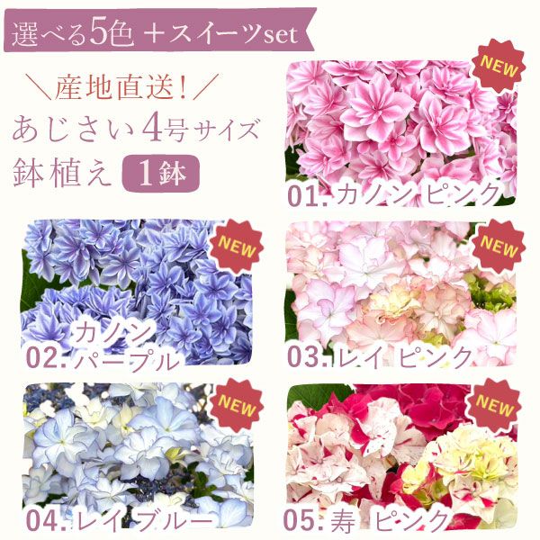 あじさい (4号)産直＆選べるスイーツセット 母の日 プレゼント ははの日 花 生花 ギフト 選べる アジサイ 紫陽花 あじさい 4号 鉢花 花鉢 鉢植え 生花 どら焼き どらやき スイートポテト みかんゼリー 産地直送 送料無料 スイーツ お菓子 和菓子 洋菓子 ギフトセット おいもや