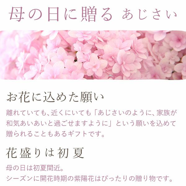 あじさい (4号)産直＆選べるスイーツセット 母の日 プレゼント ははの日 花 生花 ギフト 選べる アジサイ 紫陽花 あじさい 4号 鉢花 花鉢 鉢植え 生花 どら焼き どらやき スイートポテト みかんゼリー 産地直送 送料無料 スイーツ お菓子 和菓子 洋菓子 ギフトセット おいもや