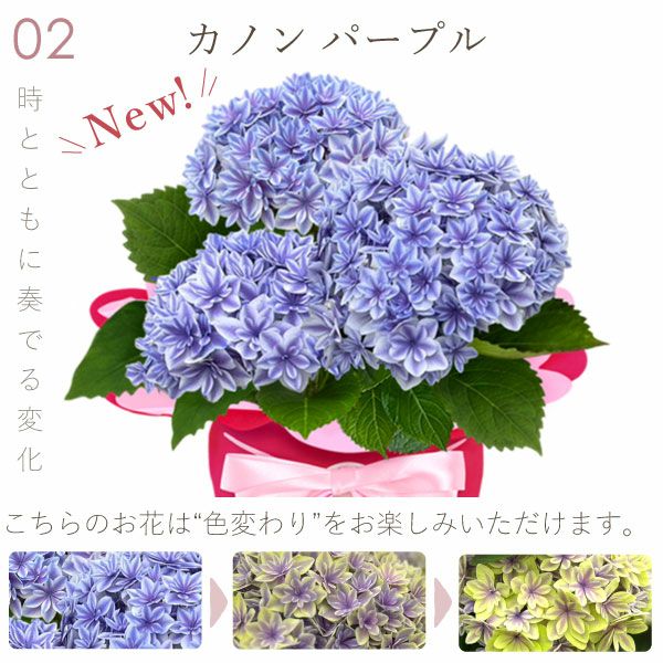 あじさい (4号)産直＆選べるスイーツセット 母の日 プレゼント ははの日 花 生花 ギフト 選べる アジサイ 紫陽花 あじさい 4号 鉢花 花鉢 鉢植え 生花 どら焼き どらやき スイートポテト みかんゼリー 産地直送 送料無料 スイーツ お菓子 和菓子 洋菓子 ギフトセット おいもや