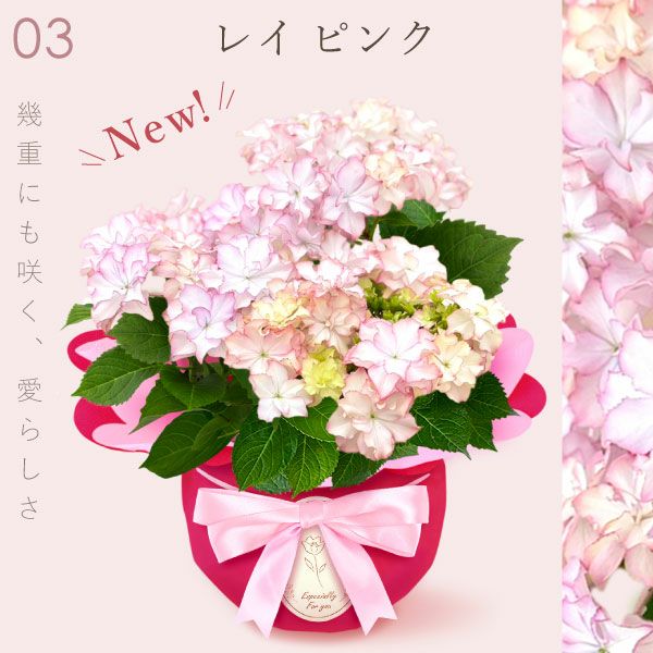 あじさい (4号)産直＆選べるスイーツセット 母の日 プレゼント ははの日 花 生花 ギフト 選べる アジサイ 紫陽花 あじさい 4号 鉢花 花鉢 鉢植え 生花 どら焼き どらやき スイートポテト みかんゼリー 産地直送 送料無料 スイーツ お菓子 和菓子 洋菓子 ギフトセット おいもや