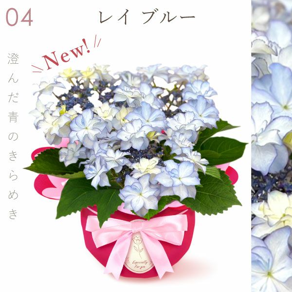 あじさい (4号)産直＆選べるスイーツセット 母の日 プレゼント ははの日 花 生花 ギフト 選べる アジサイ 紫陽花 あじさい 4号 鉢花 花鉢 鉢植え 生花 どら焼き どらやき スイートポテト みかんゼリー 産地直送 送料無料 スイーツ お菓子 和菓子 洋菓子 ギフトセット おいもや