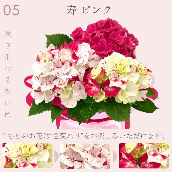 あじさい (4号)産直＆選べるスイーツセット 母の日 プレゼント ははの日 花 生花 ギフト 選べる アジサイ 紫陽花 あじさい 4号 鉢花 花鉢 鉢植え 生花 どら焼き どらやき スイートポテト みかんゼリー 産地直送 送料無料 スイーツ お菓子 和菓子 洋菓子 ギフトセット おいもや