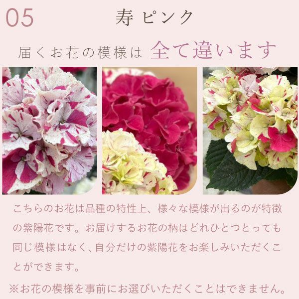 あじさい (4号)産直＆選べるスイーツセット 母の日 プレゼント ははの日 花 生花 ギフト 選べる アジサイ 紫陽花 あじさい 4号 鉢花 花鉢 鉢植え 生花 どら焼き どらやき スイートポテト みかんゼリー 産地直送 送料無料 スイーツ お菓子 和菓子 洋菓子 ギフトセット おいもや