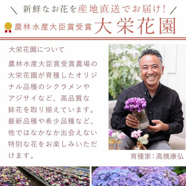 あじさい (4号)産直 ＆選べるスイーツセット | おいもや