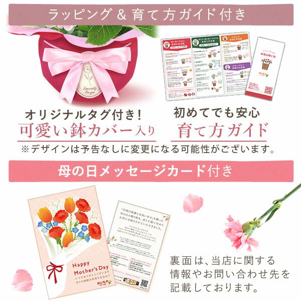 あじさい (4号)産直＆選べるスイーツセット 母の日 プレゼント ははの日 花 生花 ギフト 選べる アジサイ 紫陽花 あじさい 4号 鉢花 花鉢 鉢植え 生花 どら焼き どらやき スイートポテト みかんゼリー 産地直送 送料無料 スイーツ お菓子 和菓子 洋菓子 ギフトセット おいもや