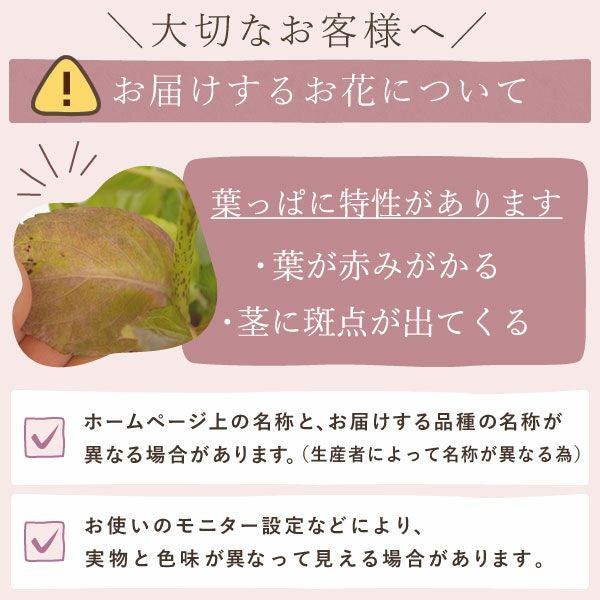 あじさい (4号)産直＆選べるスイーツセット 母の日 プレゼント ははの日 花 生花 ギフト 選べる アジサイ 紫陽花 あじさい 4号 鉢花 花鉢 鉢植え 生花 どら焼き どらやき スイートポテト みかんゼリー 産地直送 送料無料 スイーツ お菓子 和菓子 洋菓子 ギフトセット おいもや