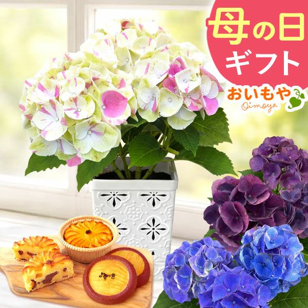 母の日に贈る紫陽花（あじさい） | おいもや