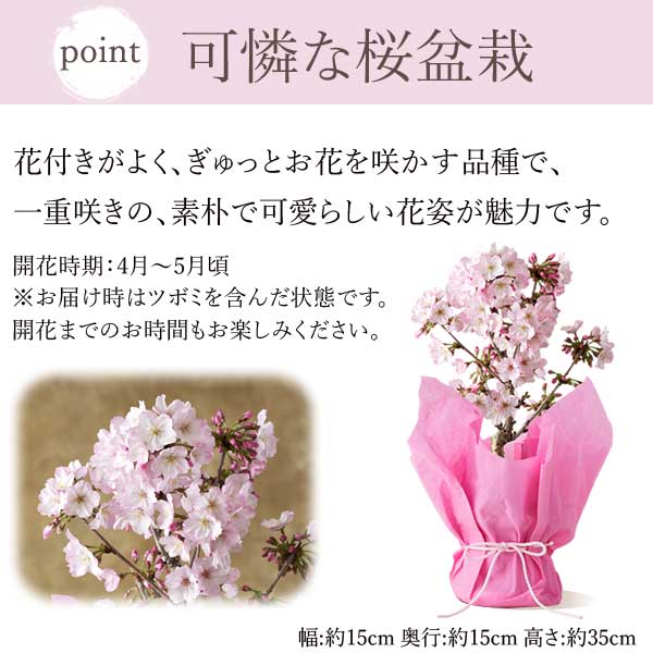 母の日 プレゼント 花 生花 ギフト 桜 盆栽 さくら サクラ 盆栽鉢 ミニ盆栽 鉢植え 御殿場桜 花鉢 鉢花 ミニ bonsai 可愛い どら焼き どらやき 送料無料 スイーツ お菓子 和菓子 ギフトセット おいもや02