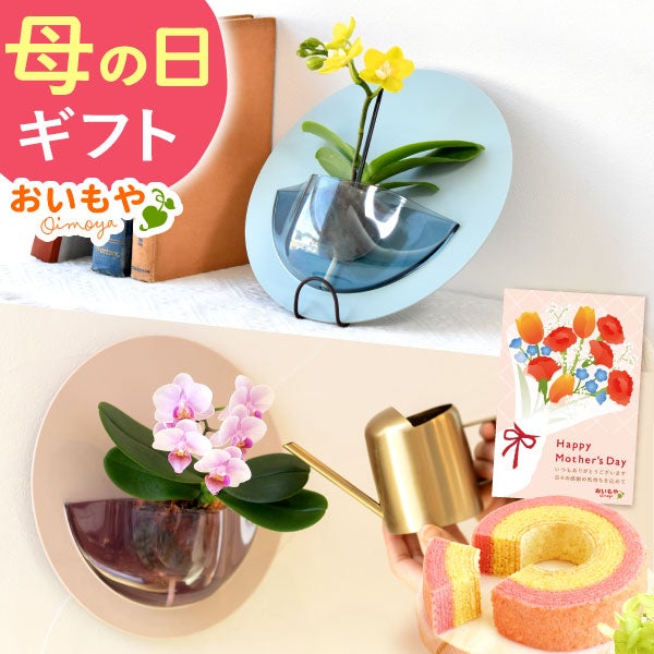 母の日 プレゼント 2026 花 生花 蘭 胡蝶蘭 ラン 鉢花 鉢植え 産地直送 産直 ミディ 可愛い かわいい インテリア 壁掛け スタンド バウムクーヘン 苺 お手入れ簡単 ギフト 送料無料 スイーツ お菓子 洋菓子 おいもや