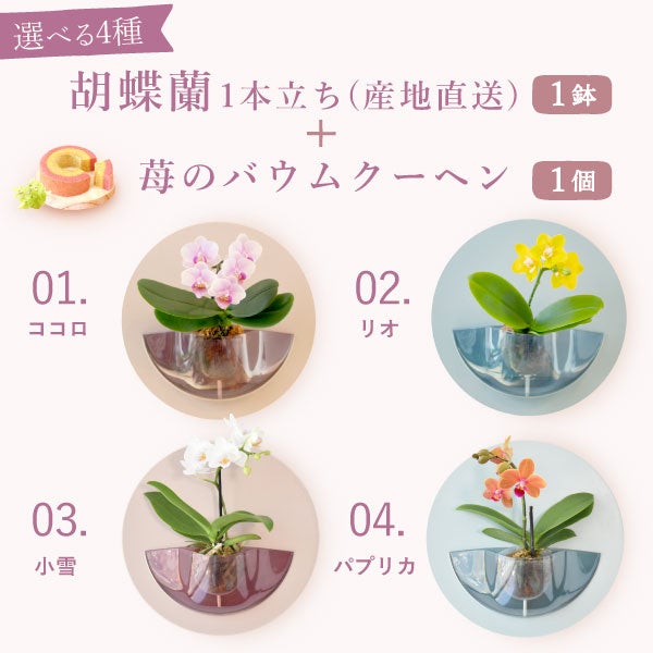 母の日 プレゼント 2026 花 生花 蘭 胡蝶蘭 ラン 鉢花 鉢植え 産地直送 産直 ミディ 可愛い かわいい インテリア 壁掛け スタンド バウムクーヘン 苺 お手入れ簡単 ギフト 送料無料 スイーツ お菓子 洋菓子 おいもや