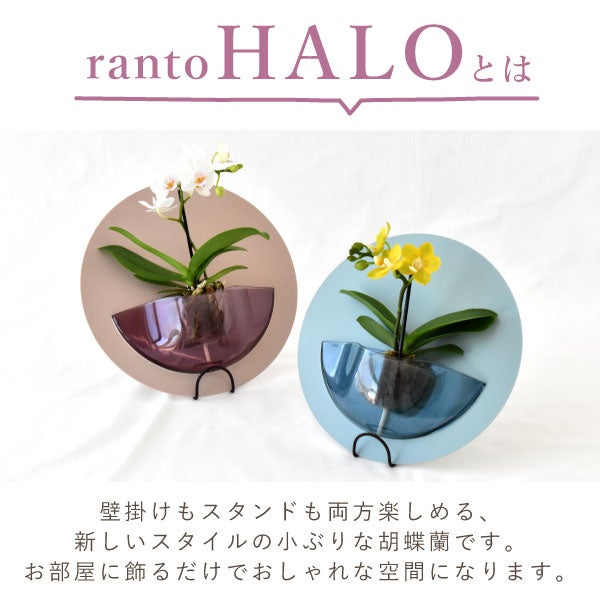 母の日 プレゼント 2026 花 生花 蘭 胡蝶蘭 ラン 鉢花 鉢植え 産地直送 産直 ミディ 可愛い かわいい インテリア 壁掛け スタンド バウムクーヘン 苺 お手入れ簡単 ギフト 送料無料 スイーツ お菓子 洋菓子 おいもや