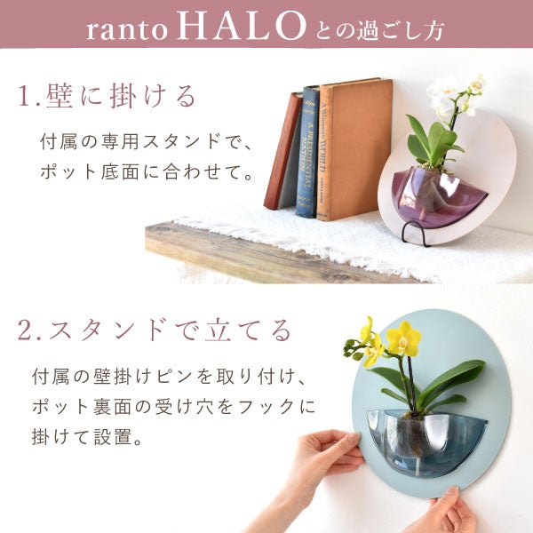 母の日 プレゼント 2026 花 生花 蘭 胡蝶蘭 ラン 鉢花 鉢植え 産地直送 産直 ミディ 可愛い かわいい インテリア 壁掛け スタンド バウムクーヘン 苺 お手入れ簡単 ギフト 送料無料 スイーツ お菓子 洋菓子 おいもや