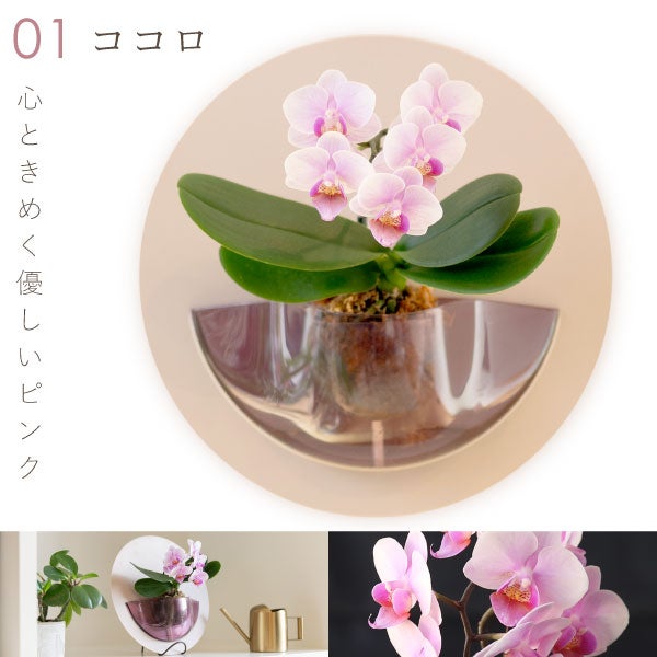 母の日 プレゼント 2026 花 生花 蘭 胡蝶蘭 ラン 鉢花 鉢植え 産地直送 産直 ミディ 可愛い かわいい インテリア 壁掛け スタンド バウムクーヘン 苺 お手入れ簡単 ギフト 送料無料 スイーツ お菓子 洋菓子 おいもや