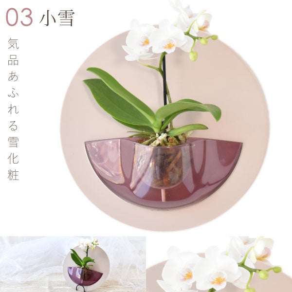 母の日 プレゼント 2026 花 生花 蘭 胡蝶蘭 ラン 鉢花 鉢植え 産地直送 産直 ミディ 可愛い かわいい インテリア 壁掛け スタンド バウムクーヘン 苺 お手入れ簡単 ギフト 送料無料 スイーツ お菓子 洋菓子 おいもや