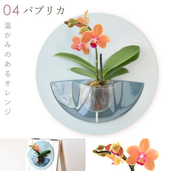 母の日 プレゼント 2026 花 生花 蘭 胡蝶蘭 ラン 鉢花 鉢植え 産地直送 産直 ミディ 可愛い かわいい インテリア 壁掛け スタンド バウムクーヘン 苺 お手入れ簡単 ギフト 送料無料 スイーツ お菓子 洋菓子 おいもや