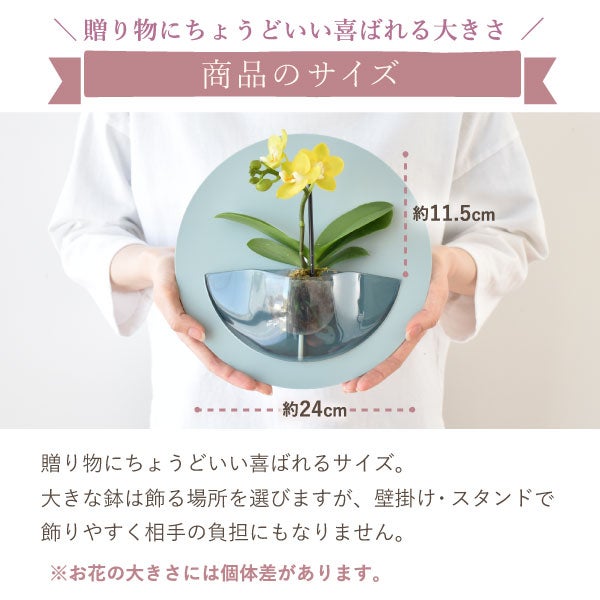 母の日 プレゼント 2026 花 生花 蘭 胡蝶蘭 ラン 鉢花 鉢植え 産地直送 産直 ミディ 可愛い かわいい インテリア 壁掛け スタンド バウムクーヘン 苺 お手入れ簡単 ギフト 送料無料 スイーツ お菓子 洋菓子 おいもや