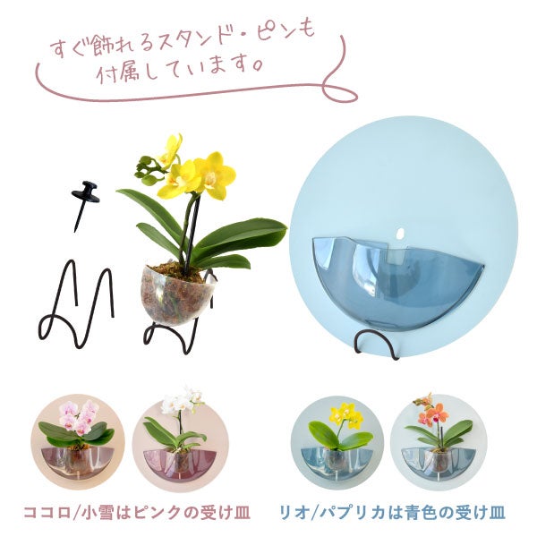 母の日 プレゼント 2026 花 生花 蘭 胡蝶蘭 ラン 鉢花 鉢植え 産地直送 産直 ミディ 可愛い かわいい インテリア 壁掛け スタンド バウムクーヘン 苺 お手入れ簡単 ギフト 送料無料 スイーツ お菓子 洋菓子 おいもや