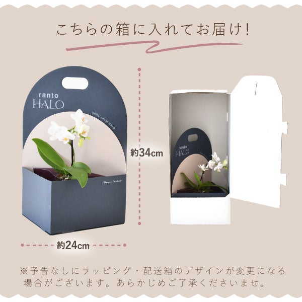 母の日 プレゼント 2026 花 生花 蘭 胡蝶蘭 ラン 鉢花 鉢植え 産地直送 産直 ミディ 可愛い かわいい インテリア 壁掛け スタンド バウムクーヘン 苺 お手入れ簡単 ギフト 送料無料 スイーツ お菓子 洋菓子 おいもや