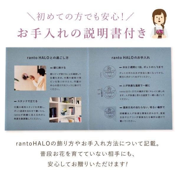 母の日 プレゼント 2026 花 生花 蘭 胡蝶蘭 ラン 鉢花 鉢植え 産地直送 産直 ミディ 可愛い かわいい インテリア 壁掛け スタンド バウムクーヘン 苺 お手入れ簡単 ギフト 送料無料 スイーツ お菓子 洋菓子 おいもや